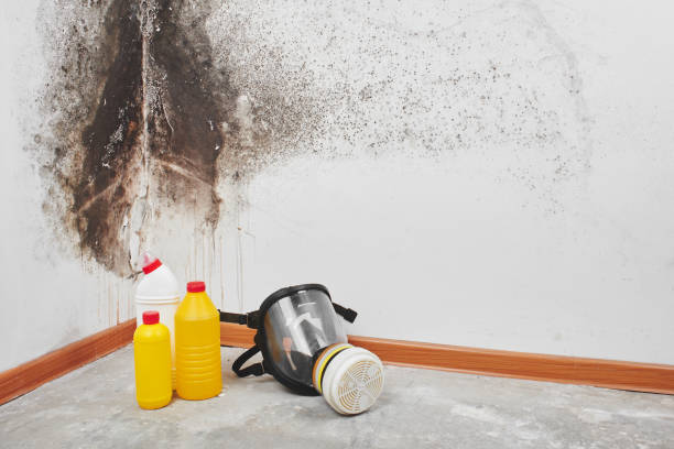 Best Health and Safety Mold Remediation in Corning, AR