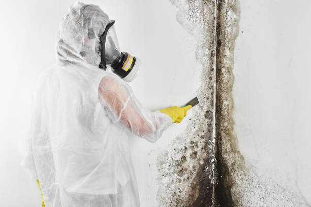 Best DIY Mold Remediation Support Services in Corning, AR