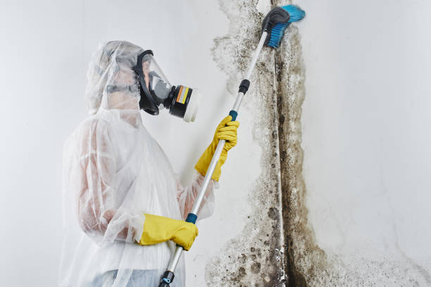 Best Basement Mold Remediation in Corning, AR