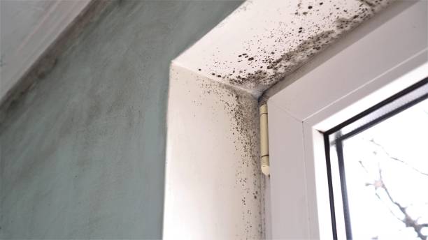 Best Mold Remediation for Specific Building Types in Corning, AR