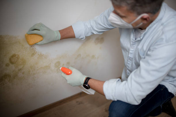 Professional Mold Remediation in Corning, AR