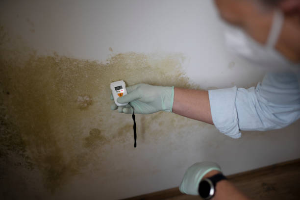 Best White Mold Remediation in Corning, AR