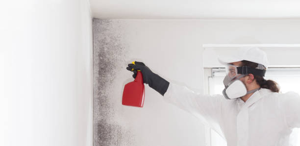 Best Emergency Mold Remediation in Corning, AR