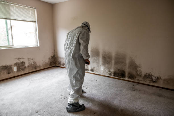 Best DIY Mold Remediation Support Services in Corning, AR
